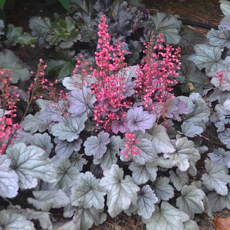 Dolce® 'Silver Gumdrop' Coral Bells 1 Dolce® 'Silver Gumdrop' Coral Bells