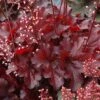 Forever® Red Coral Bells