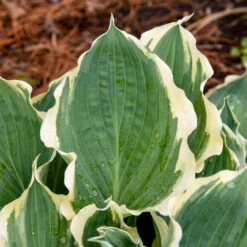 Shadowland® 'Hope Springs Eternal' Hosta -GREAT GARDEN PLANTS 529Hosta HopeSpringsEternal 4