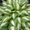 Shadowland® 'Miss America' Hosta