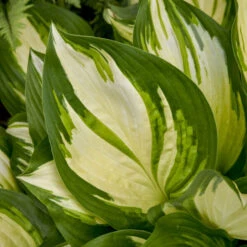 Shadowland® 'Miss America' Hosta -GREAT GARDEN PLANTS 530Hosta MissAmerica 4