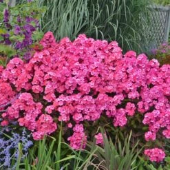 'Glamour Girl' Phlox -GREAT GARDEN PLANTS 533 2029 popup