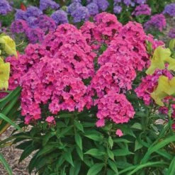 'Glamour Girl' Phlox -GREAT GARDEN PLANTS 533 2030 popup