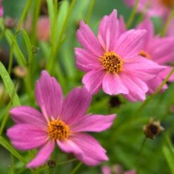 'American Dream' Tickseed -GREAT GARDEN PLANTS 537 2219 popup ee0b5eb8 adfd 45d9 90fb a2268ccaf91e