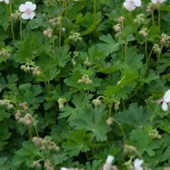 'Biokovo' Cranesbill -GREAT GARDEN PLANTS 539 2052 popup 54bbb1b2 a771 4e24 b343 f2c831d6e024 sw