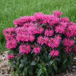 Sugar Buzz® 'Berry Taffy' Bee Balm -GREAT GARDEN PLANTS 542Monarda BerryTaffy 3