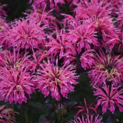 Sugar Buzz® 'Berry Taffy' Bee Balm -GREAT GARDEN PLANTS 542Monarda BerryTaffy 4