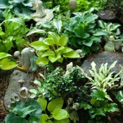 'Sun Mouse' Hosta -GREAT GARDEN PLANTS 542 2217 popup