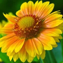 'Arizona Apricot' Blanket Flower -GREAT GARDEN PLANTS 545 2071 popup 468b192a 3e32 44e4 8295 93eb20f79efc sw