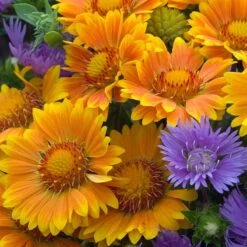 'Arizona Apricot' Blanket Flower -GREAT GARDEN PLANTS 545 2073 popup e7b57a91 b829 4620 a797 58c0233322da sw