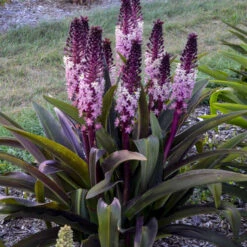 'Safari Adventure' Pineapple Lily