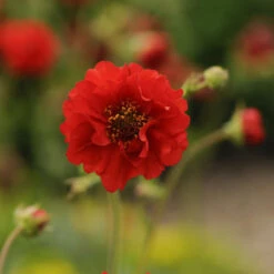 'Blazing Sunset' Geum -GREAT GARDEN PLANTS 547Geumfloraplena BlazingSunset 3