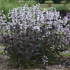 'Onyx And Pearls' Beardtongue -GREAT GARDEN PLANTS 548Penstemon OnyxandPearls 3
