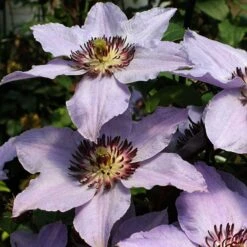 Still Waters™ Clematis -GREAT GARDEN PLANTS 548 2085 popup