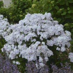 'Fashionably Early Crystal' Hybrid Phlox -GREAT GARDEN PLANTS 549Phlox FashionablyEarlyCrystal 3