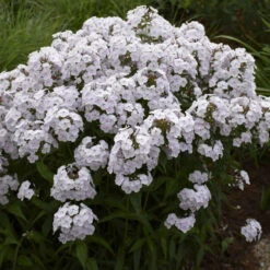 'Fashionably Early Crystal' Hybrid Phlox -GREAT GARDEN PLANTS 549Phlox FashionablyEarlyCrystal 4