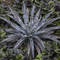 Mad About Mangave® 'Moonglow' Mangave 6 Mad About Mangave® 'Moonglow' Mangave -GREAT GARDEN PLANTS 554Mangave Moonglow 3