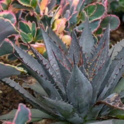 Mad About Mangave® 'Tooth Fairy' Mangave -GREAT GARDEN PLANTS 555Mangave ToothFairy 4