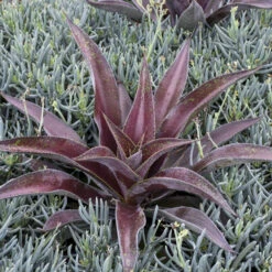 Mad About Mangave® 'Mission To Mars' Mangave -GREAT GARDEN PLANTS 555be7912669a4ed0316e84fab1e10c9