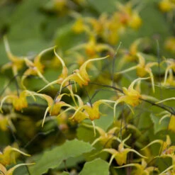 'Amber Queen' Barrenwort -GREAT GARDEN PLANTS 556Epimedium AmberQueen 2