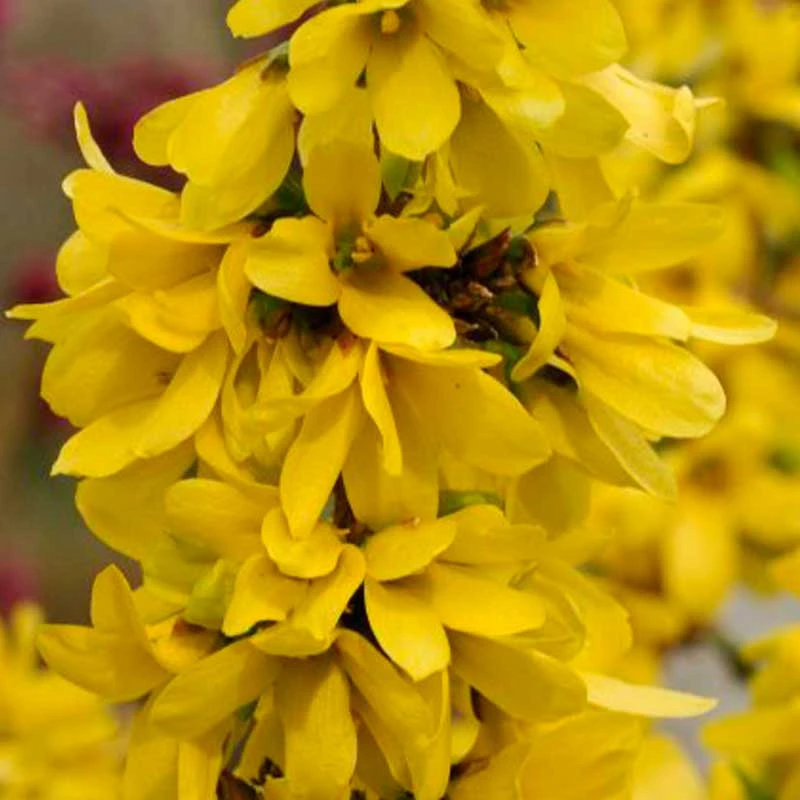 Show Off Starlet® Forsythia 1 Show Off Starlet® Forsythia