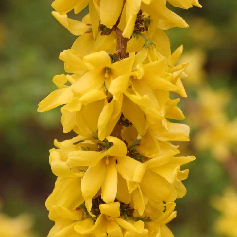 Show Off Starlet® Forsythia 3 Show Off Starlet® Forsythia - Image 3