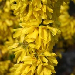 Show Off Starlet® Forsythia 9 Show Off Starlet® Forsythia -GREAT GARDEN PLANTS 558 2137 popup