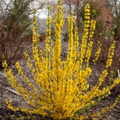 Show Off Starlet® Forsythia 10 Show Off Starlet® Forsythia -GREAT GARDEN PLANTS 558 2138 popup