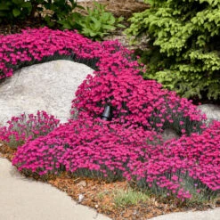 'Paint The Town Magenta' Dianthus -GREAT GARDEN PLANTS 55ddd5c1f8871e56eb18b2ae7aee5b48