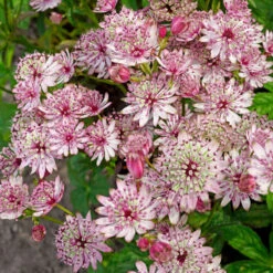'Sparkling Stars Pink' Masterwort -GREAT GARDEN PLANTS 561 Astrantia sparkling stars pink 3