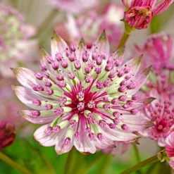 'Sparkling Stars Pink' Masterwort -GREAT GARDEN PLANTS 561 Astrantia sparkling stars pink 4