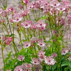 'Sparkling Stars Pink' Masterwort -GREAT GARDEN PLANTS 561 Astrantia sparkling stars pink 5