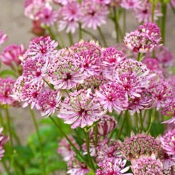 'Sparkling Stars Pink' Masterwort -GREAT GARDEN PLANTS 561 Astrantia sparkling stars pink 7