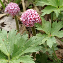 Umbrella Plant -GREAT GARDEN PLANTS 563 Darmera peltata umbrella 3