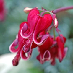 'Burning Hearts' Bleeding Heart -GREAT GARDEN PLANTS 564 Dicentra burning hearts 2