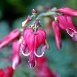 'Burning Hearts' Bleeding Heart -GREAT GARDEN PLANTS 564 Dicentra burning hearts 3