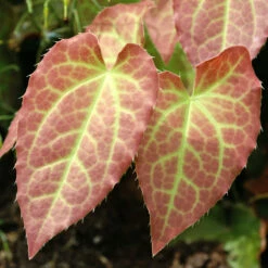 'Frohnleiten' Barrenwort -GREAT GARDEN PLANTS 565 Epimedium frohnleiten 1