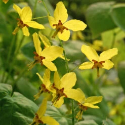 'Frohnleiten' Barrenwort -GREAT GARDEN PLANTS 565 Epimedium frohnleiten 4