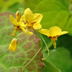 'Frohnleiten' Barrenwort -GREAT GARDEN PLANTS 565 Epimedium frohnleiten 5