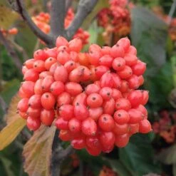 Tandoori Orange® Linden Viburnum -GREAT GARDEN PLANTS 565 2158 popup