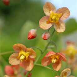 'Orange Queen' Barrenwort -GREAT GARDEN PLANTS 566 Epimedium orange queen 1