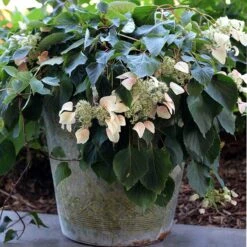 Rose Sensation™ False Hydrangea Vine -GREAT GARDEN PLANTS 566 2163 popup