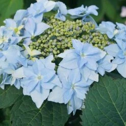Tuff Stuff Ah-Ha® Mountain Hydrangea -GREAT GARDEN PLANTS 567 2164 popup