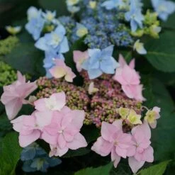 Tuff Stuff Ah-Ha® Mountain Hydrangea -GREAT GARDEN PLANTS 567 2166 popup