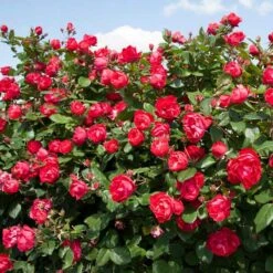 Oso Easy Double Red® Rose -GREAT GARDEN PLANTS 571 2179 popup