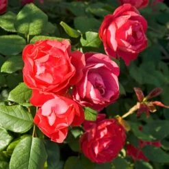 Oso Easy Double Red® Rose -GREAT GARDEN PLANTS 571 2180 popup