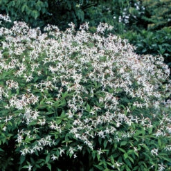 Bowman's Root -GREAT GARDEN PLANTS 572 Gillenia trifoliata 1