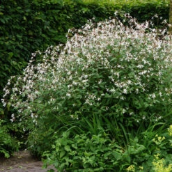 Bowman's Root -GREAT GARDEN PLANTS 572 Gillenia trifoliata 4