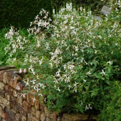 Bowman's Root -GREAT GARDEN PLANTS 572 Gillenia trifoliata 5