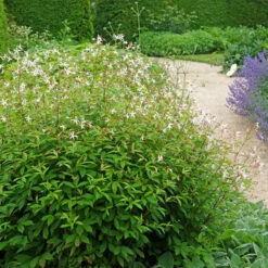 Bowman's Root -GREAT GARDEN PLANTS 572 Gillenia trifoliata 6